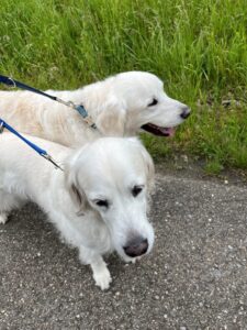 Ruby and Tucker, Golden Retrievers, from Kriens, Switzerland to Chicago, USA