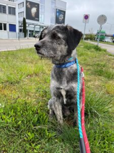 Ruffo, Mixed Breed, from Mexico City, Mexico to Basel, Switzerland