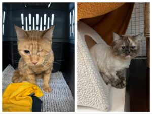 Rufus, Domestic Shorthair and Pheonix, Himalayan Mix, from Dubai, UAE to Geneva, Switzerland