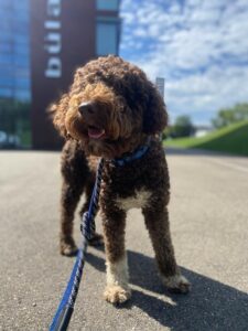 Rulo, Lagotto Romagnolo, from La Conversion, Switzerland to Mexico City, Mexico