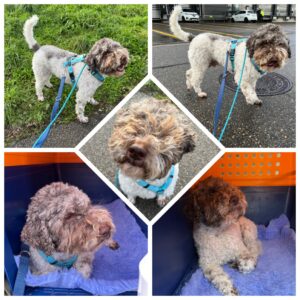 Rupert, Lagotto Romagnolo, from Cham, Switzerland to Lake Hayes, Queenstown, New Zealand
