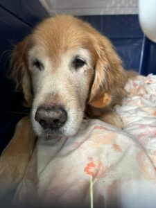 Rusty, 12 years old Golden Retriever, from Caledon, Canada to Ruggell, Liechtenstein