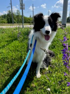 Sake, Border Collie, from Lindfield, Australia to Hettlingen, Switzerland