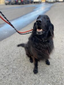 Samba, Flat Coated Retriever, from Dubai, UAE to Passy, France,