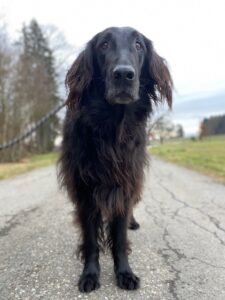 Samba, Flat Coated Retriever, from Passy, France to Dubai, UAE