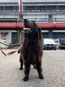 Samba, Flat Coatet Retriever, from Dubai, UAE to Lavancher, France