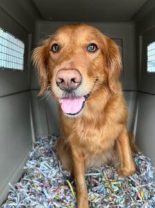 Sasha, Golden Retriever, from Singapore to Allschwil, Switzerland