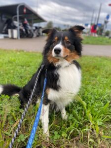 Scott, Australian Shepherd, from Zurich, Switzerland to Dubai, UAE