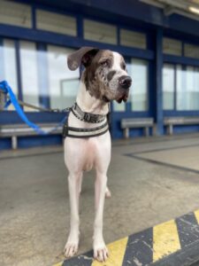 Seamus, Great Dane, from Baar, Switzerland to Houston TX, USA