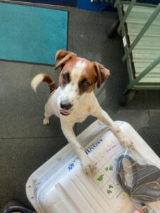 Sheldon, Jack Russell Terrier, from Zurich, Switzerland to Hong Kong