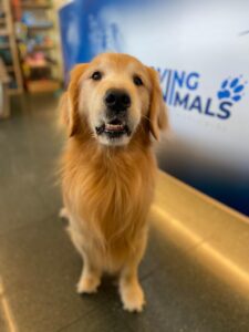 Sherlock, Golden Retriever, from Singapore to Zurich, Switzerland