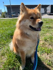 Simba, Chow Chow Mix, from New Delhi, India to Thun, Switzerland