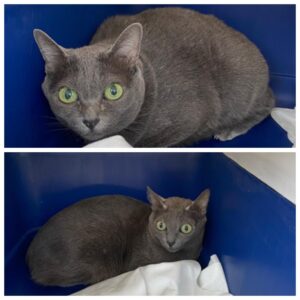 Siri and Tida, both Korat, from Mexico City, Mexico to Basel, Switzerland