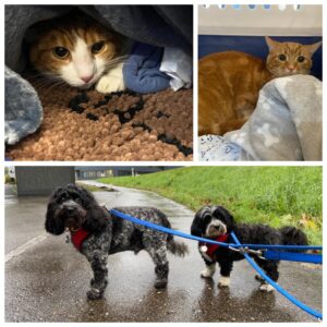 Skip and Jonesy, both Cavapoo and Havanese, Oliver and Henry, both Domestic Shorthair, traveling from Lampenberg, Switzerland to Jonesport, ME, USA