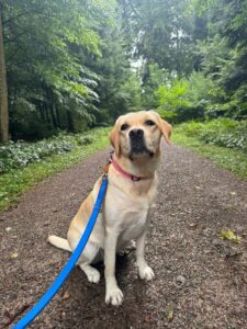 Skye, Labrador Retriever, from Risch-Rotkreuz, Switzerland to Boston, USA
