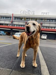 Snookie, Labrador from Geneva, Switzerland to Montreal, Camada