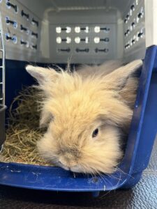 Snow, Lionhead rabbit, from Toronto, Canada to Zurich, Switzerland