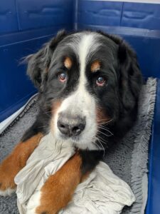 Stanley, Bernese Mountain Dog, from Zurich, Switzerland to San Francisco CA, USA