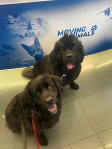Stella & Loofie, Newfoundland, from Zurich, Switzerland to Montreal, Canada