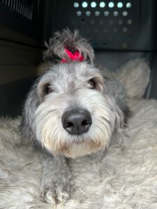 Stevie, Sheepadoodle, from Zurich, Switzerland to Chicago IL, USA