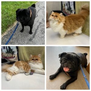 Stitch, Pug and Coco, Persian, from Lausanne, Switzerland to London, Great Britain