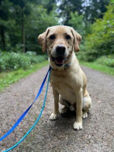 Sunny, Labrador, from Los Angeles, USA to Pregny-Chambesy, Switzerland