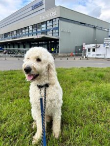 T-Rex, Goldendoodle, from Divonne-les-Bains, France to Bethesda, MD, USA