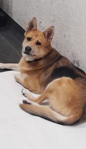 Tabea, Shepherd Mix, from Zurich, Switzerland to Nairobi, Kenya