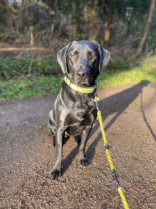 Taco, Labrador Retriever, from St. Légier, Switzerland to Kuala Lumpur, Malaysia