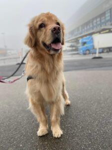 Taki, Golden Retriever, from Chavannes-de-Bogis, Switzerland to Dubai, UAE
