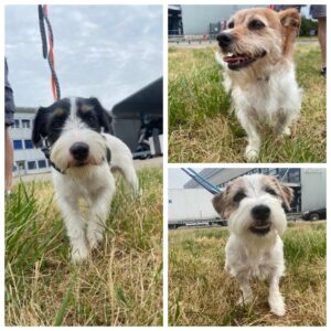 Tamaki, Smidge and Panda, all Jack Russell Terriers, from Singapore to Kilchberg, Switzerland