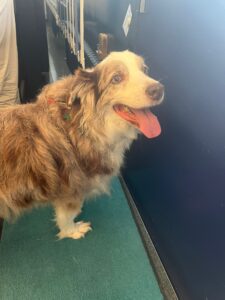 Teddy, 11 years, Australian Shepherd, from New York, USA to Zurich, Switzerland