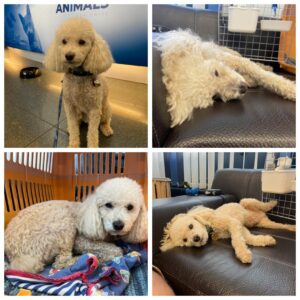 Teddy, 13yrs old Poodle, frequent traveler, from Zurich, Switzerland to Hong Kong