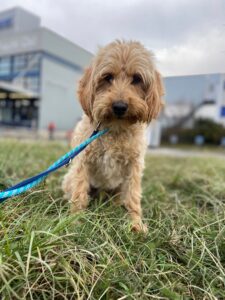 Teddy, Labradoodle, from Melbourne, Australia to Zurich, Switzerland