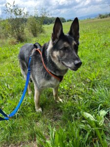 Thor, German Shepherd, from Basel, Switzerland to Denver, CO, USA