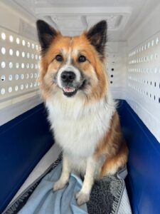 Tika, Elo, from Zug, Switzerland to Reykjavik, Iceland