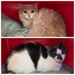 Timon and Pumbaa, from Zurich, Switzerland to Melbourne, Australia