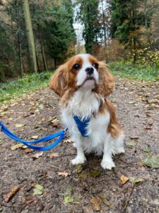 Toby, Cavalier King Charles Spaniel, from Geneva, Switzerland to Short Hills, NJ, USA