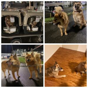 Frequent travelers Tommy and Tuppence, from Demi-Quartier, France to Hong Kong