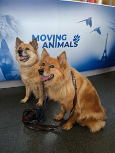 Tommy and Tuppence, from Demi-Quartier, France to Hong Kong