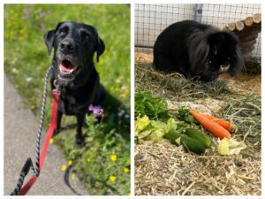 Tyler, Labrador Retriever and Maxie, Holland Lop, from Chicago, USA to Megeve, France