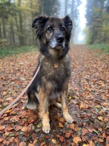 Tyson, German Shepherd X Labrador, from Crans, Switzerland to Chicago IL, USA