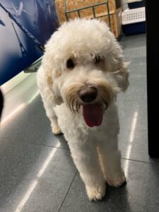 Unity, Australian Labradoodle, from Atlanta, USA to Zurich, Switzerland