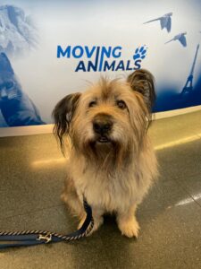 Von Wafel, Briard Mix, from Wallisellen, Switzerland to Tokyo, Japan