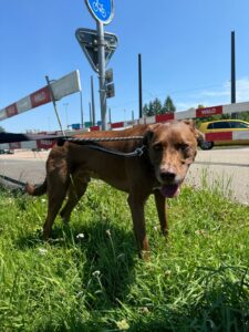 Wadi, Retriever Mix, from Washington D.C, USA to Geneva, Switzerland