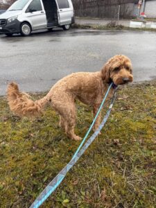 Wally, Miniature Goldendoodle, from Alexandria, VA, USA to Zurich, Switzerland