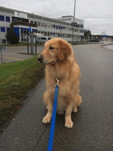 Walter, Golden Retriever, from Basel, Switzerland to San Francisco, USA