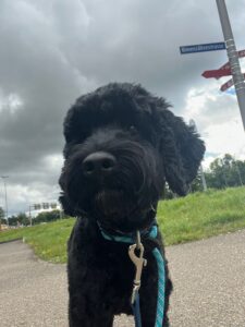 Warnie, Cavoodle, from Sydney, Australia to Zurich, Switzerland