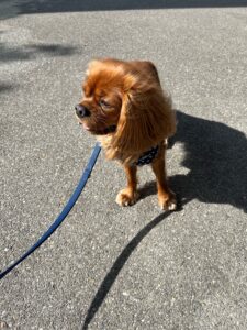 Wilson, Cavalier King Charles Spaniel, from Mühlau, Switzerland to New York, USA