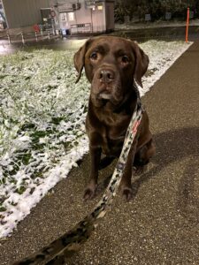 Xantus, Labrador, from Zweidlen, Switzerland to Dublin, Ireland